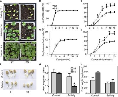 Comparative Phenotypic and Transcriptomic Analysis Reveals Key Responses of Upland Cotton to Salinity Stress During Postgermination